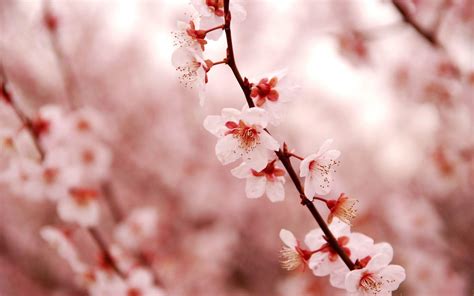 420 Cherry Blossom Hd Wallpapers And Backgrounds