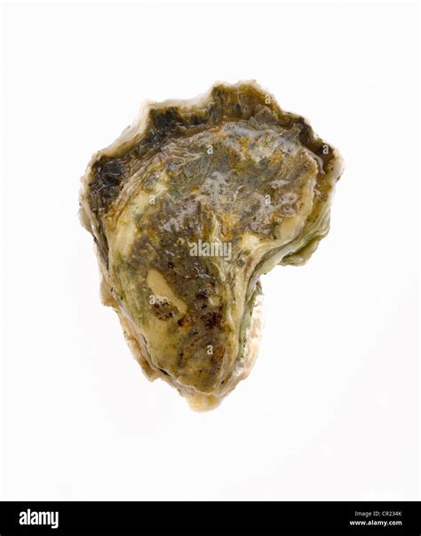 Unopened Oyster Shell Hi Res Stock Photography And Images Alamy