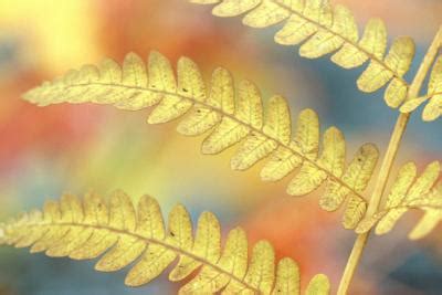 Asparagus densiflorus) is often used as a decorative plant and is usually found in hanging baskets. Ferns Turning Yellow | Home Guides | SF Gate