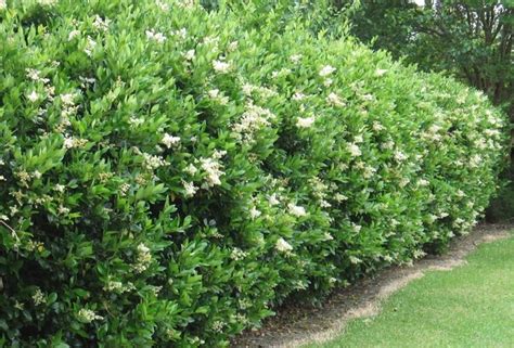 Next in line is a common look and feel of all. Wax leaf ligustrum: 10 to 12' in height at maturity and 6 ...