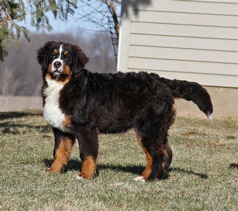 Bernese Mountain Dog Puppy For Sale Adoption Rescue For Sale In