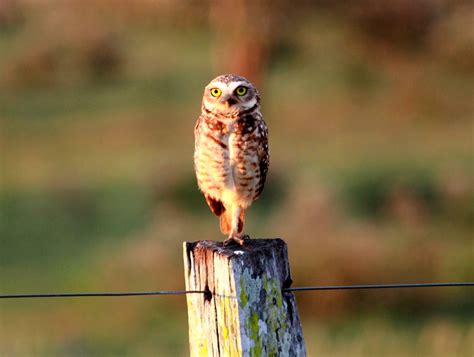 Selective Focus Brown Owl On Gray Log Burrowing Owl Athene