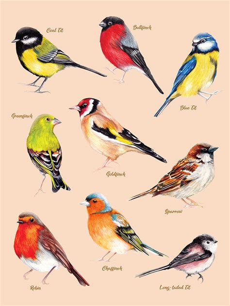 British Garden Birds Identification Chart Painting By Amanda Dilworth