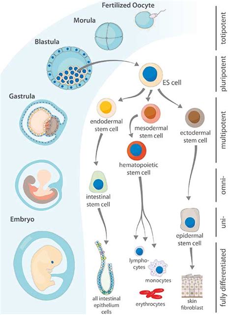 Stem Cells From Embryonic Origin To Induced Pluripotency An Overview