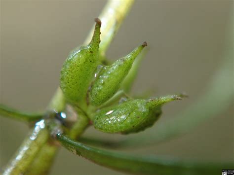 There are no edible uses listed for zannichellia palustris. Flora Ionica - Zannichellia