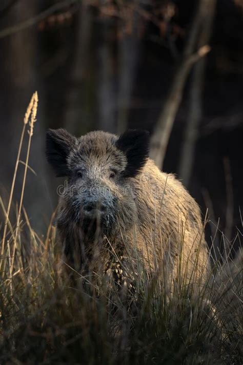 Wild Boar Sus Scrofa Wild Swine Europe Stock Image Image Of