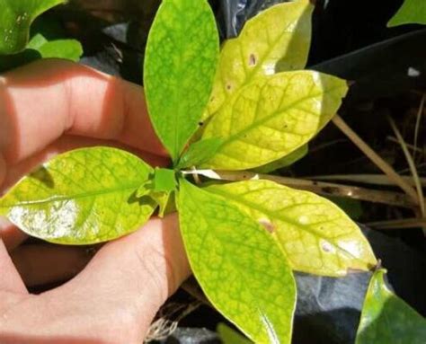 Por qué las hojas de tus plantas se vuelven amarillas Descubre todo sobre la clorosis en hojas