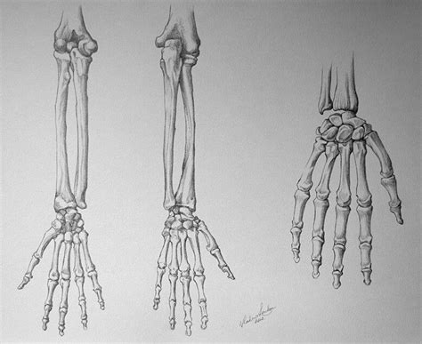 These bones form joints that provide a wide range of motion and flexibility needed to manipulate objects deftly with the arm and hand. Pin by 丽双 廖 on Hand Skeleton | Skeleton hands drawing ...