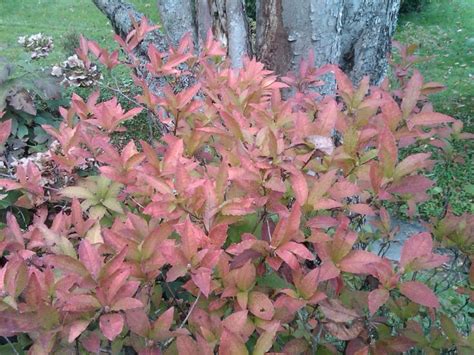 Fall Color In Us Native Azaleas What Grows There Hugh Conlon