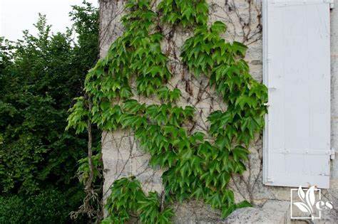 How To Get Rid Of Virginia Creeper The Straightforward Guide