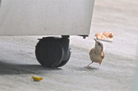 Tiny Songbirds On A Hot Florida Afternoon Wildlifewatchers Blog