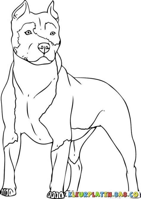 Pitbull Pitbull Dibujos A L Piz Perros Dibujos A Lapiz Y Dibujos