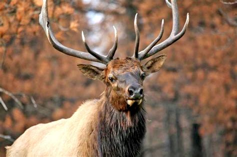 Daily Postcard Bull Elk At Valles Caldera National Preserve