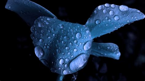 Wallpaper Water Drops Ice Blue Flowers Dew Leaf