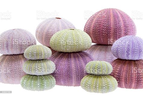 Group Of Sea Shells Of Sea Urchin Isolated On White Background Stock