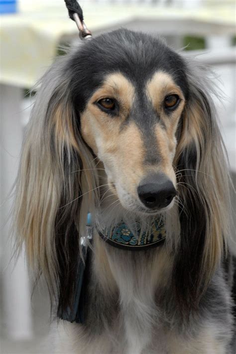 saluki photo | Saluki dog face photo and wallpaper. Beautiful Saluki
