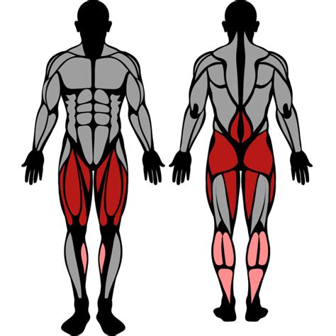 Squats Muscles Targeted