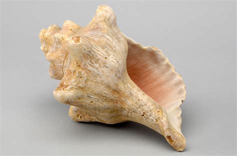 We did not find results for: Best Conch Chowder in Fort Lauderdale