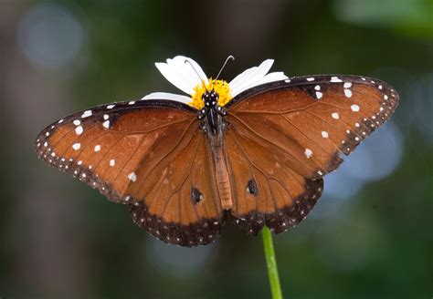 Queen Alabama Butterfly Atlas