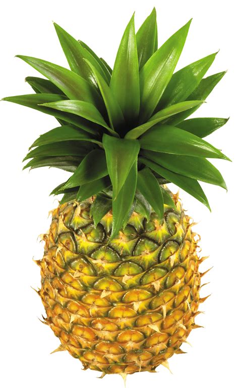 Free Green Pineapple Cliparts Download Free Green Pineapple Cliparts