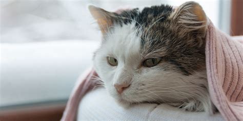 24petwatch Cat Colds What You Need To Know