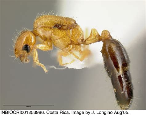 Formicidae Solenopsis Jtl 008