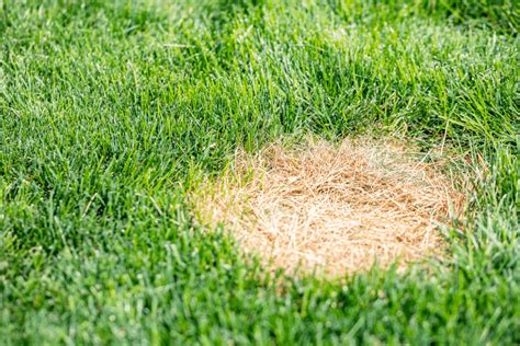 What Causes Brown Patches On Lawns Ng Turf