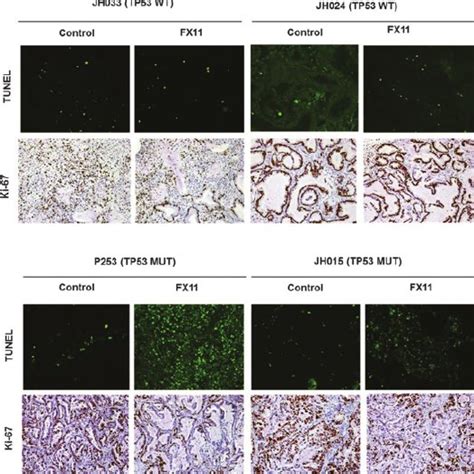 Fx11 Treatment Induces Apoptosis And Inhibits Tumor Cell Proliferation