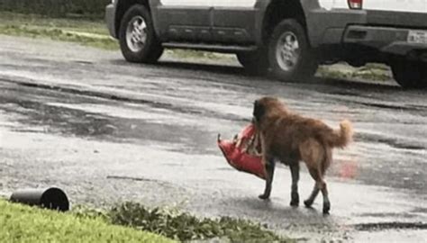 The Dog Carried A Bag To The Door With Effort