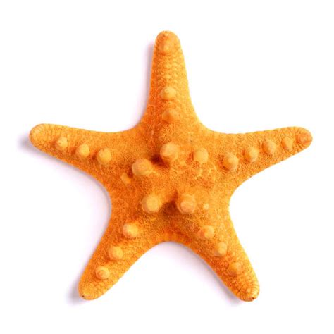 Starfish Stock Photos Pictures And Royalty Free Images Istock