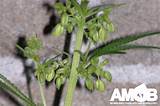Male Marijuana Seeds Pictures