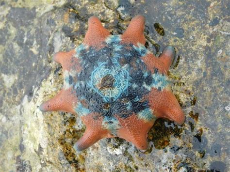 Species Of The Month Eight Armed Sea Star Nature Glenelg Trust