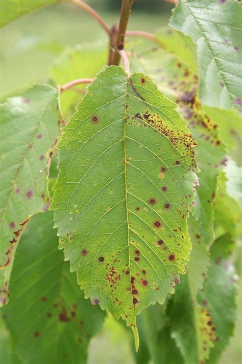 Cherry Tree Leaf