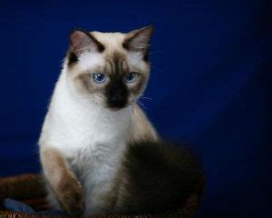 10 hypoallergenic cat breeds for allergic families. Hypoallergenic breed - Balinese kittens (Longhair Siamese ...