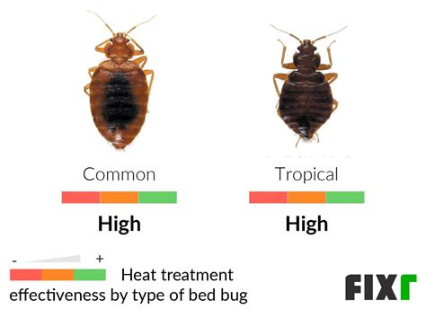 Bed Bug Heat Treatment Cost Heat Treatment For Bed Bugs Price