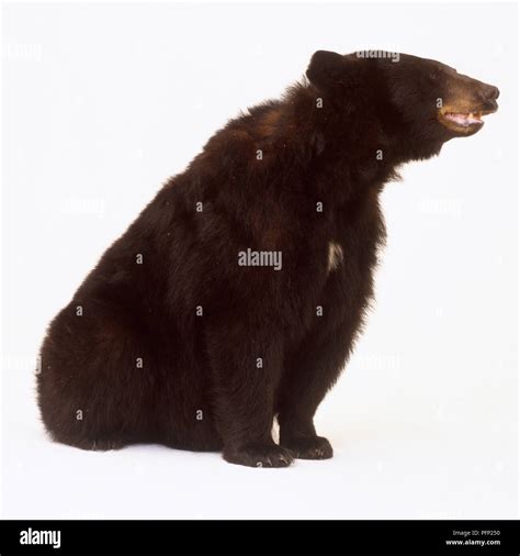 American Black Bear Ursus Americanus Sitting Side View Stock Photo