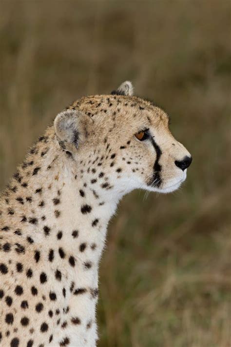 Cheetah Side View Profile Stock Image Image Of Hair 16321463