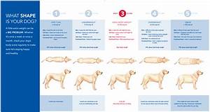 Dog Obesity Facing The Facts Dog Days