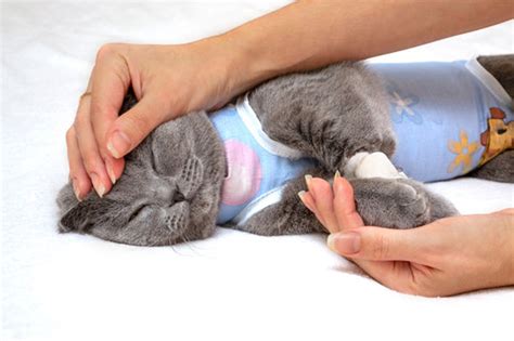 How To Care For A Cat After Spaying Mpets Lover