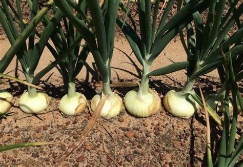 200vidalia Sweet Onion Seeds Organic Non Gmo 110170 Days Springfall