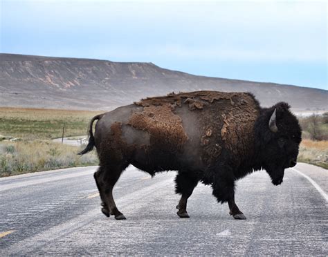 Bison Utah