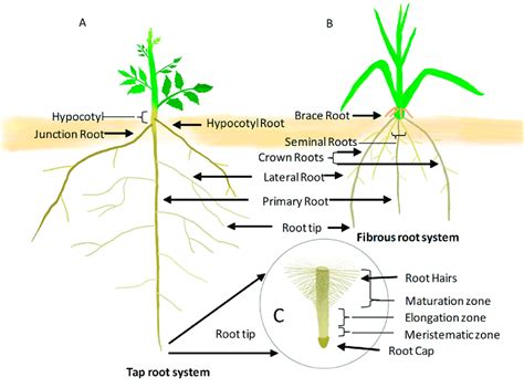 A Tap Root System Rsa Of A Dicot Tomato Showing Embryonic Primary