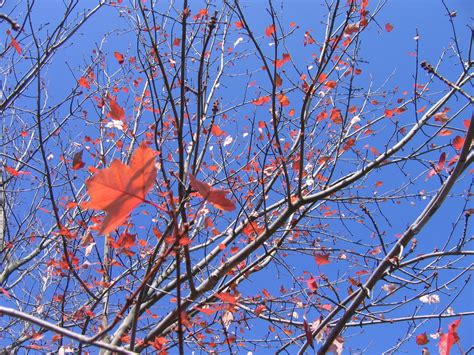 November Leaves Free Photo Download Freeimages
