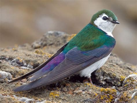 violet green swallow photos and videos all about birds cornell lab of ornithology beautiful
