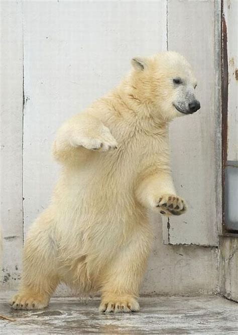 Funny Dance Of A Polar Bear Polar Bear Bear Funny Animals
