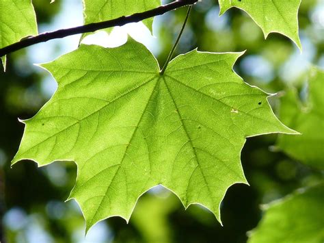 Feuille DÉrable Vert Maple · Photo Gratuite Sur Pixabay