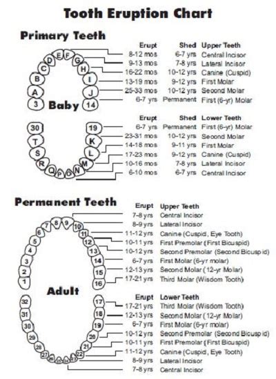 20 Free Printable Dental Chart Forms And Templates Pdf Template Republic