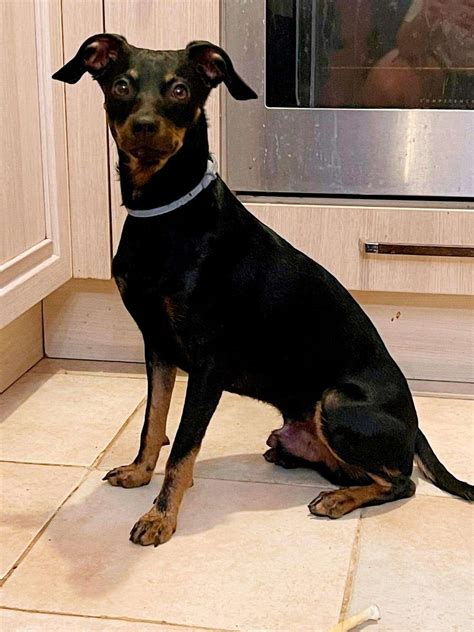 Pablo 1 2 Year Old Male Miniature Pinscher Cross Available For Adoption