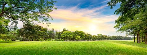 Picture Summer Nature Sky Park Lawn Grass Trees