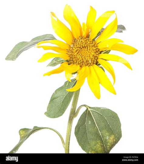 Ornamental Sunflower Isolated On White Background Stock Photo Alamy
